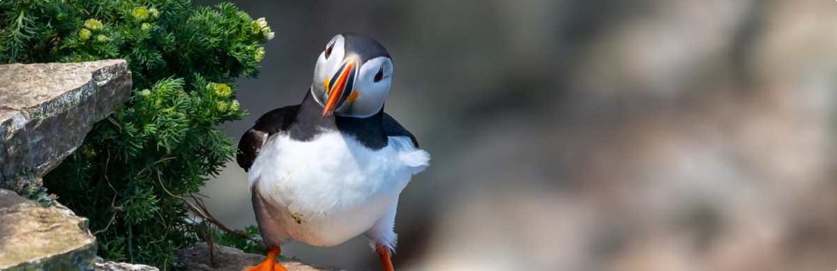 puffin season along the Yorkshire coast