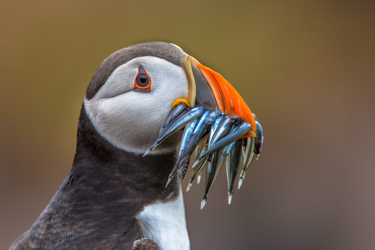 Puffin season is a massive photography opportunity