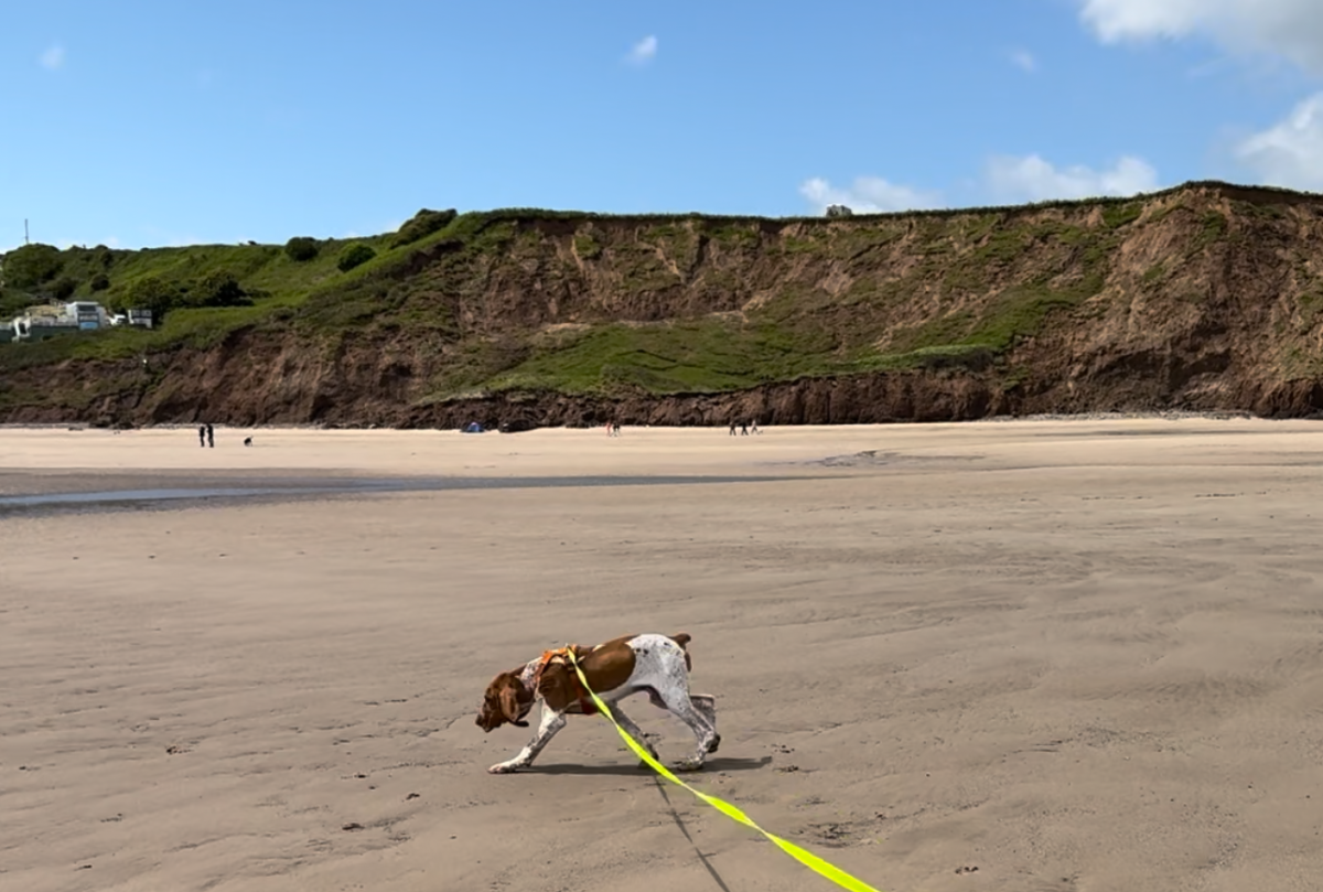 Dog-friendly yorkshire coastal cooling tips