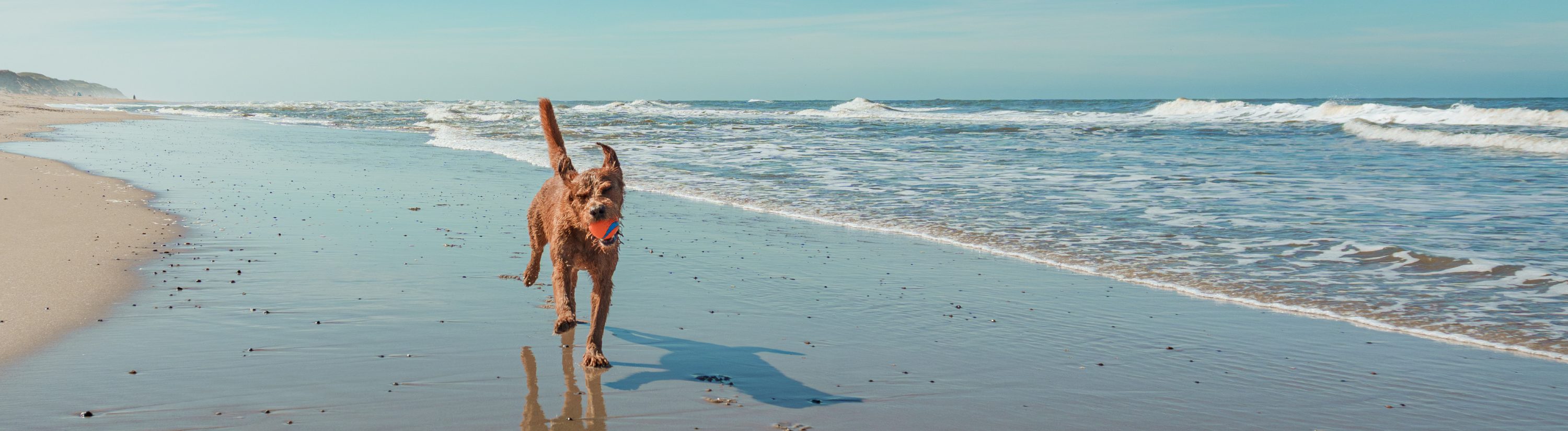 `dog friendly holiday cottages